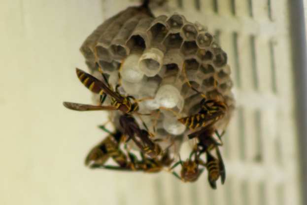 Ein Wespennest mit mehreren Honigbienen, die darumfliegen, vor einem unscharfen Hintergrund.