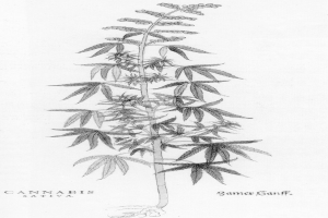 Schwarze und weiße Strichzeichnung einer Cannabis Sativa-Pflanze mit beschrifteten Blättern und Stängeln.