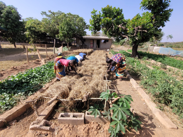 Eine Gruppe von Frauen, die in einem grünen Feld mit Pflanzen, Bäumen und einem Haus im Hintergrund unter einem sichtbaren Himmel arbeiten.