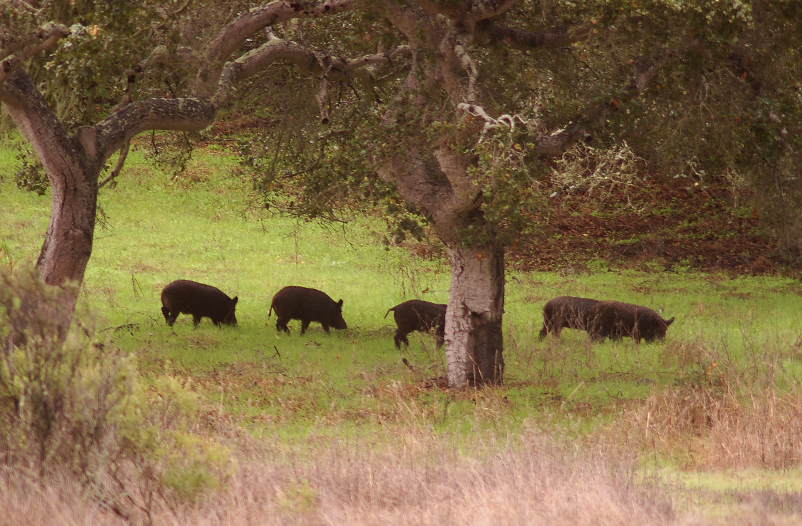 Eine Herde Wildschweine auf einer grünen Wiese umgeben von Bäumen und Pflanzen.