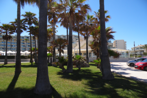 Ein Park mit grünem Gras, hohen Palmen, geparkten Autos, Gebäuden und einem klaren blauen Himmel im Hintergrund.