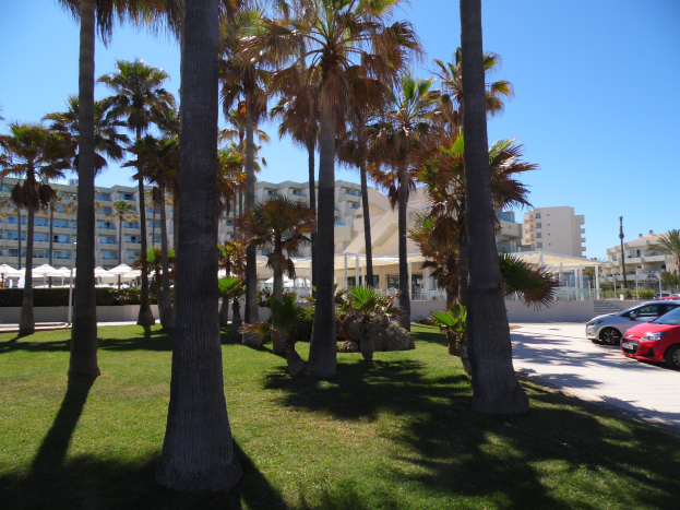 Ein Park mit grünem Gras, hohen Palmen, geparkten Autos, Gebäuden und einem klaren blauen Himmel im Hintergrund.