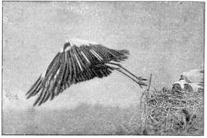 Ein Schwarz-Wei├č-Foto eines Storchs ├╝ber einem Nest mit ausgebreiteten Schwingen, das Nest befindet sich auf der rechten Seite des Bildes, mit Text unten.