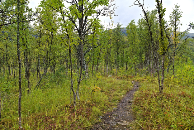 Ein Pfad, der durch einen Wald aus Bäumen und Gras führt, mit Hügeln im Hintergrund und einem klaren blauen Himmel darüber.