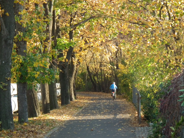 Eine Person fährt ein Fahrrad auf einem von Bäumen gesäumten Weg mit trockenem Laub am Boden und einem Zaun auf der rechten Seite.