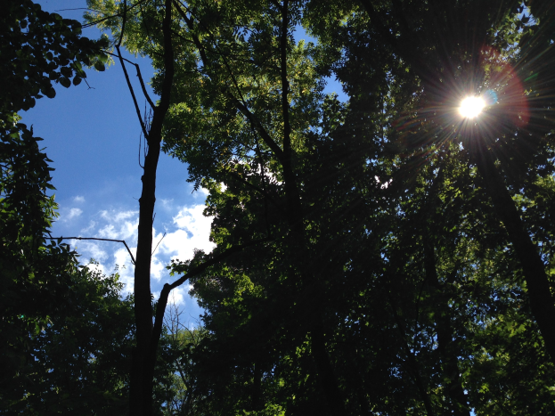Ein Wald voller Bäume mit Sonnenlicht, das hindurchscheint und den Himmel erhellt.