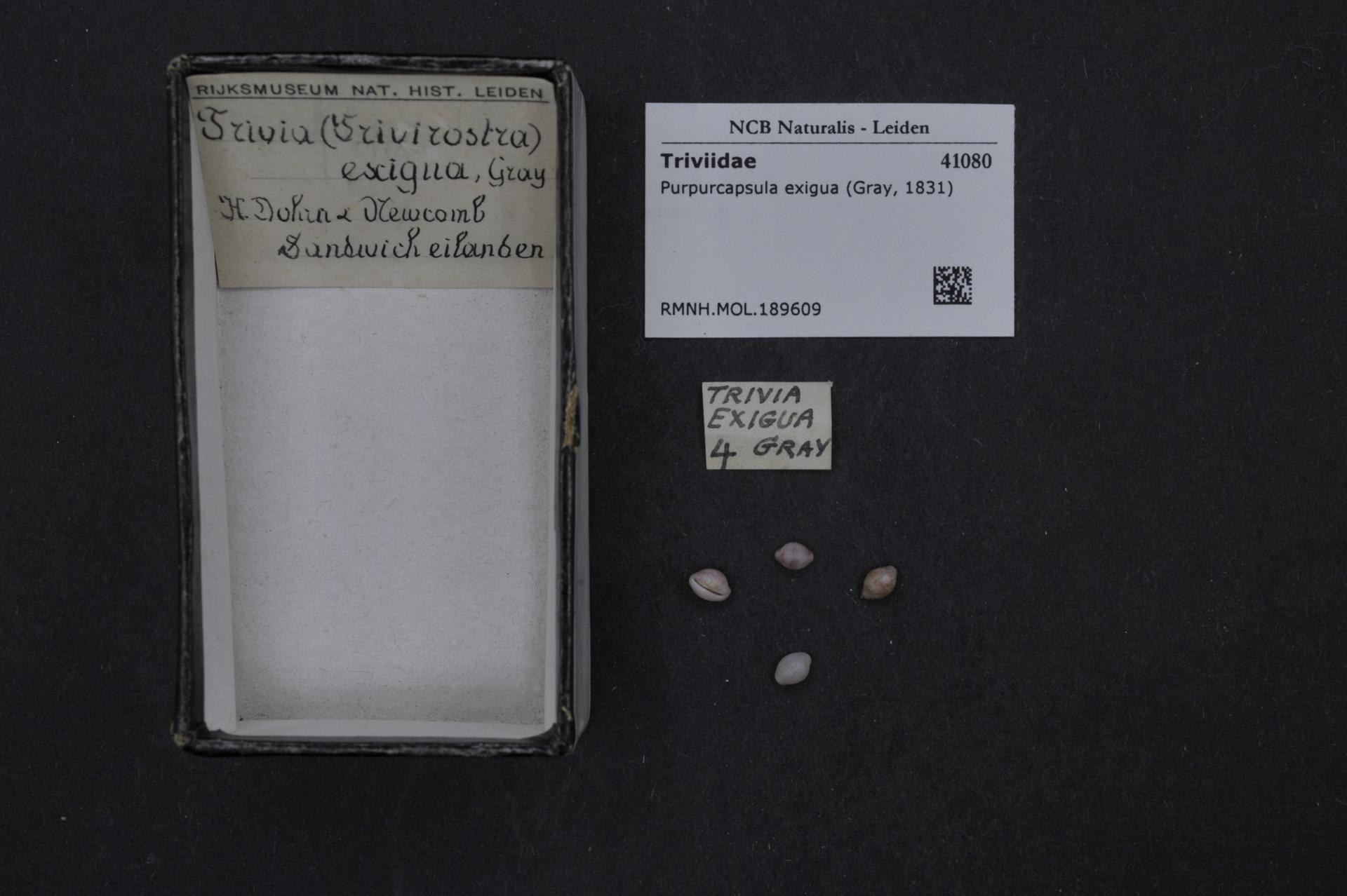 Eine Kiste mit der Aufschrift "Trivia Exigua 4 Grau" steht auf einem Tisch mit einigen Gegenständen und einem Blatt Papier mit Text und einem Barcode.