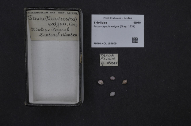 Eine Kiste mit der Aufschrift "Trivia Exigua 4 Grau" steht auf einem Tisch mit einigen Gegenständen und einem Blatt Papier mit Text und einem Barcode.