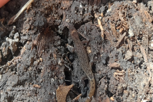 Eine kleine Eidechse sitzt auf einem Haufen Erde umgeben von trockenen Blättern und anderen Gegenständen, mit einem Gegenstand oben links und Text unten links.