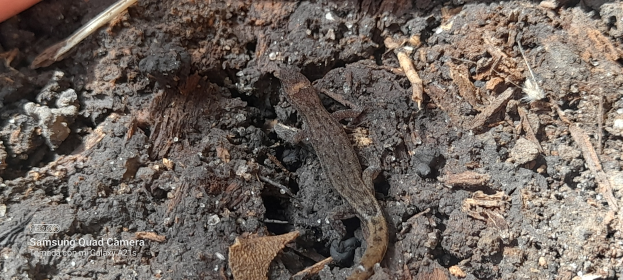 Eine kleine Eidechse sitzt auf einem Haufen Erde umgeben von trockenen Blättern und anderen Gegenständen, mit einem Gegenstand oben links und Text unten links.