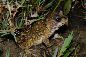 Ein Grasfrosch sitzt auf Erde neben Pflanzen, mit einem Wasserzeichen in der linken oberen Ecke.