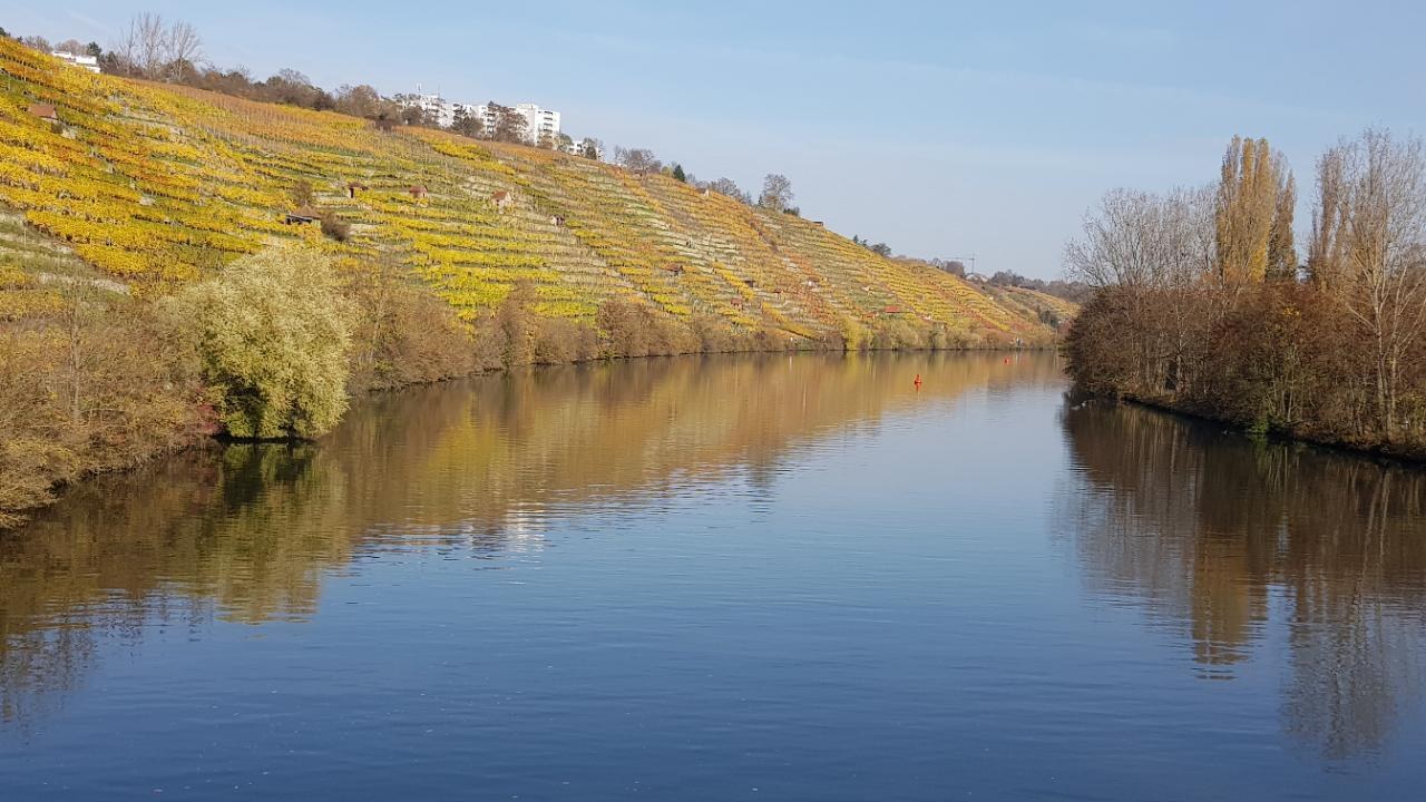 Ein Fluss fließt durch ein grünes Feld neben einem Hügel mit Bäumen, gesäumt von Weinbergen im Rheintal unter einem klaren blauen Himmel, mit Gebäuden im Hintergrund.