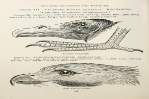 Ein Buchumschlag mit einer Illustration eines Adlers mit gespreizten Flügeln und offenem Schnabel und einem Raubvogel mit ausgestreckten Klauen, mit der Aufschrift "Adler".