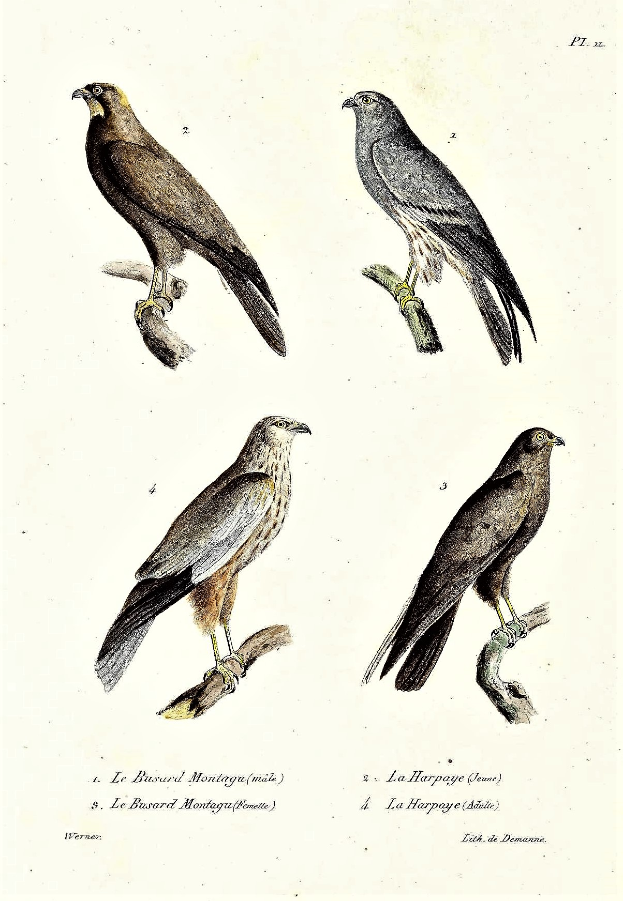 Drei Greifvögel, darunter ein Habicht, sitzen auf einem Ast mit einem Papier darunter, auf dem Wörter und Zahlen geschrieben sind.