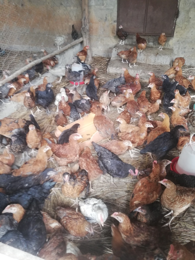 Große Gruppe von Hühnern in einem Maschendrahtgehege mit einer Wand und einer Tür im Hintergrund, einschließlich eines Eimers mit Hähnchen auf der rechten Seite.