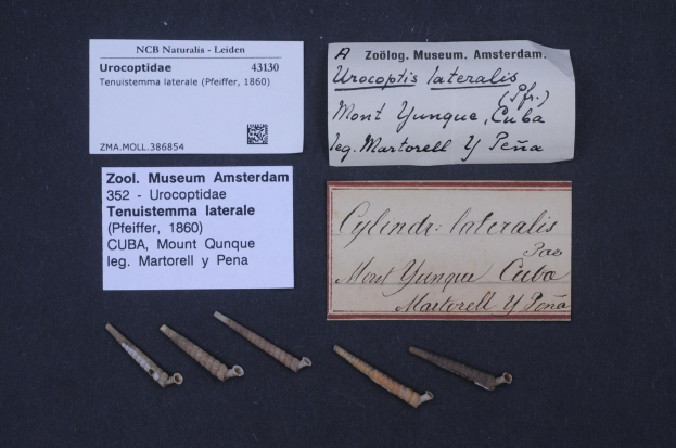 Eine schwarze Oberfläche mit ordentlich angeordneten Nägeln und zwei Papieren mit Text in Bezug auf das Zoologische Museum in Amsterdam.