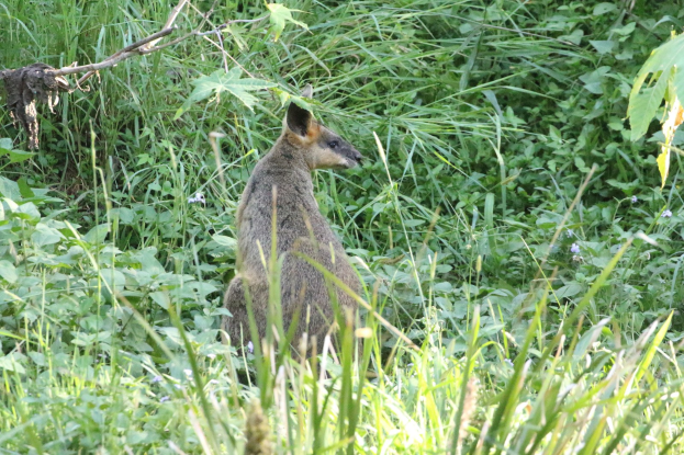 Ein wallaby mit braunem und schwarzem Fell steht wachsam im Gras neben Pflanzen, seine Ohren sind gespitzt.